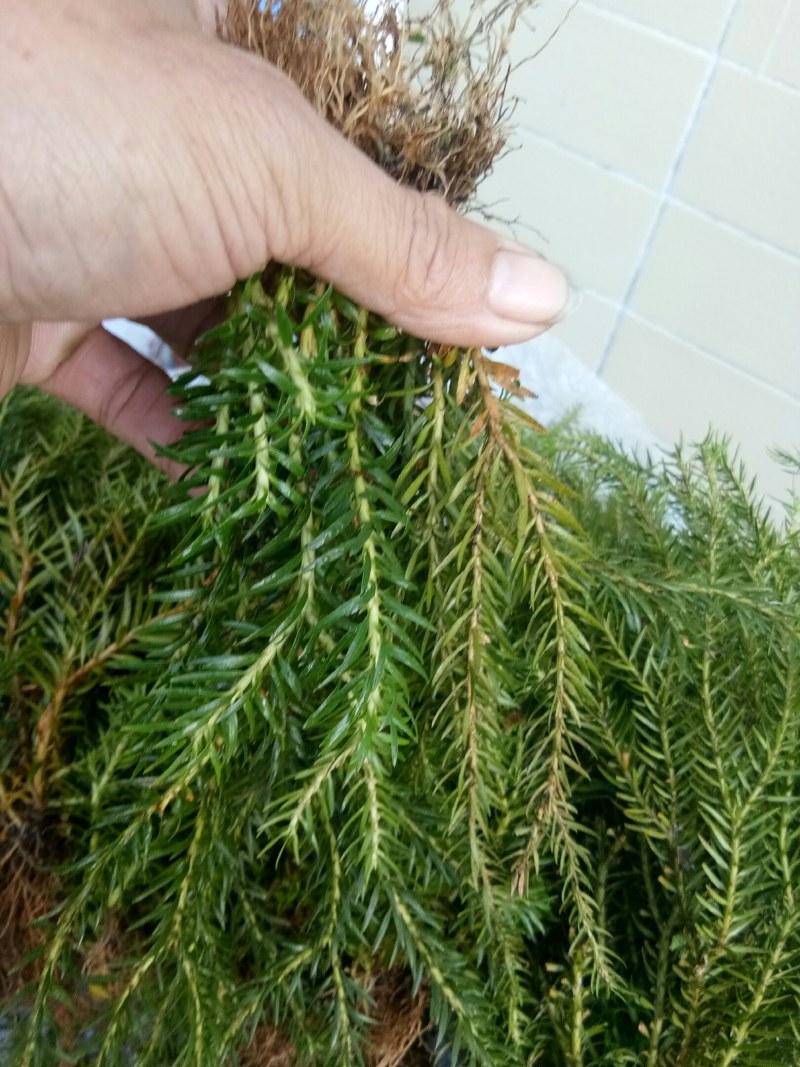 石松和石菖蒲