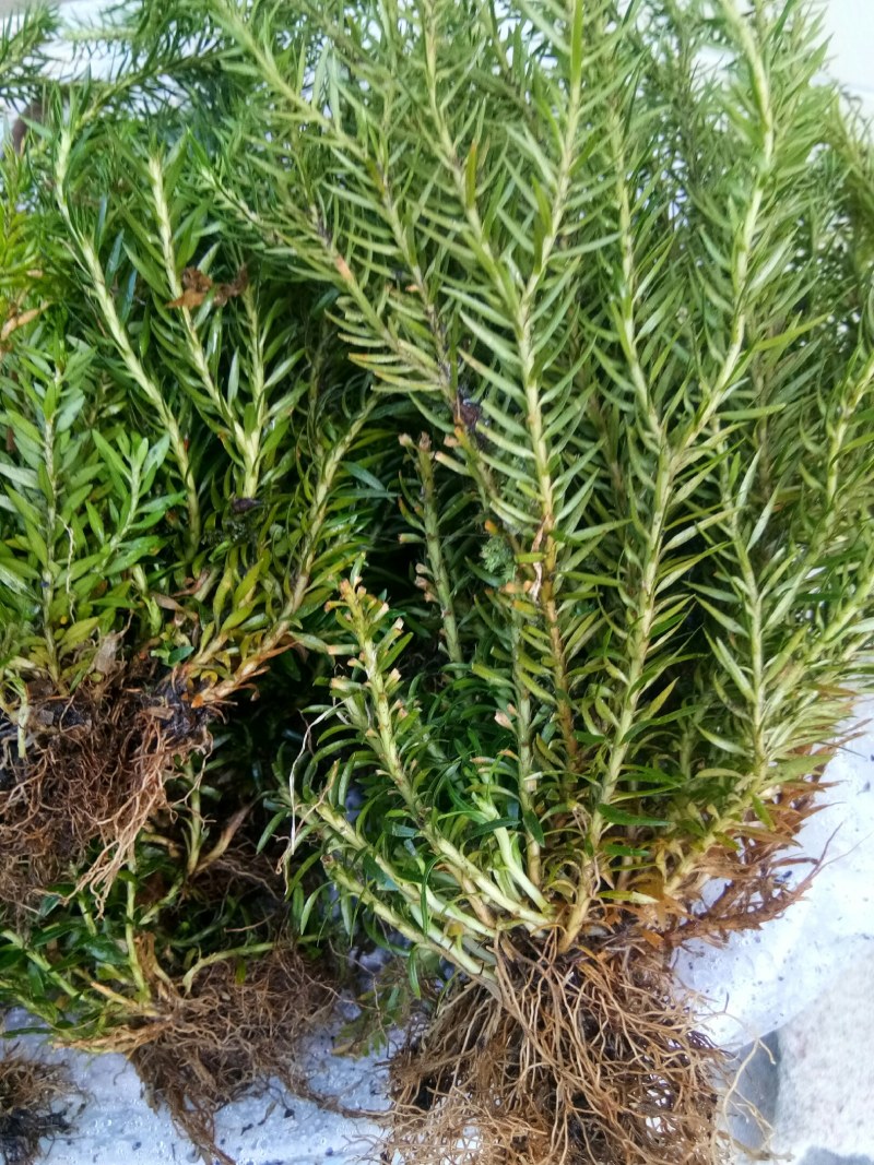 石松和石菖蒲