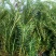 石松和石菖蒲