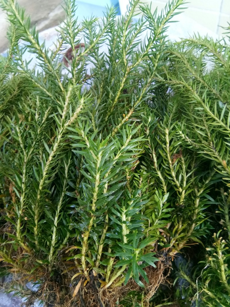 石松和石菖蒲