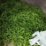 【线椒】陕西蒲城精品线椒大量上市。颜色鲜亮价格美丽