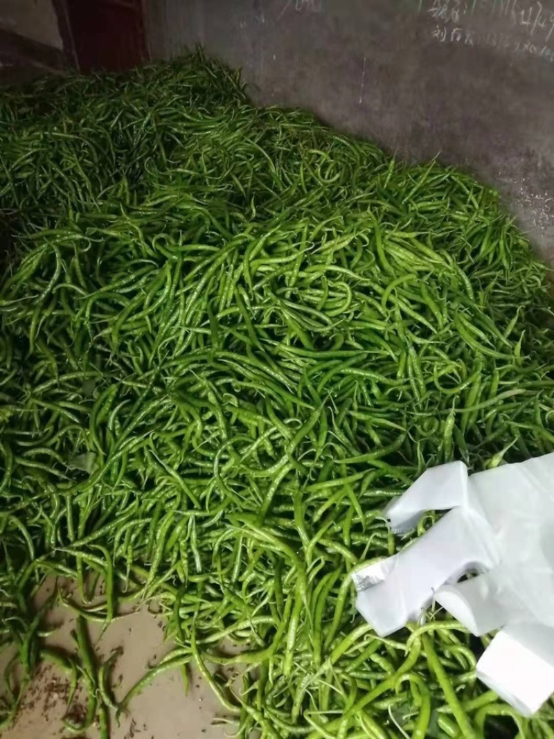 【线椒】陕西蒲城精品线椒大量上市。颜色鲜亮价格美丽