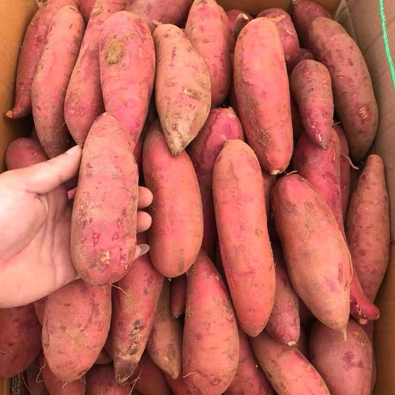 新鲜西瓜红红薯鲜挖地瓜现挖香甜糯大量上市，欢迎采购