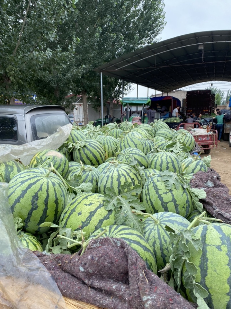 精品有籽无籽美都西瓜麒麟西瓜产地直供货源充足精品包装