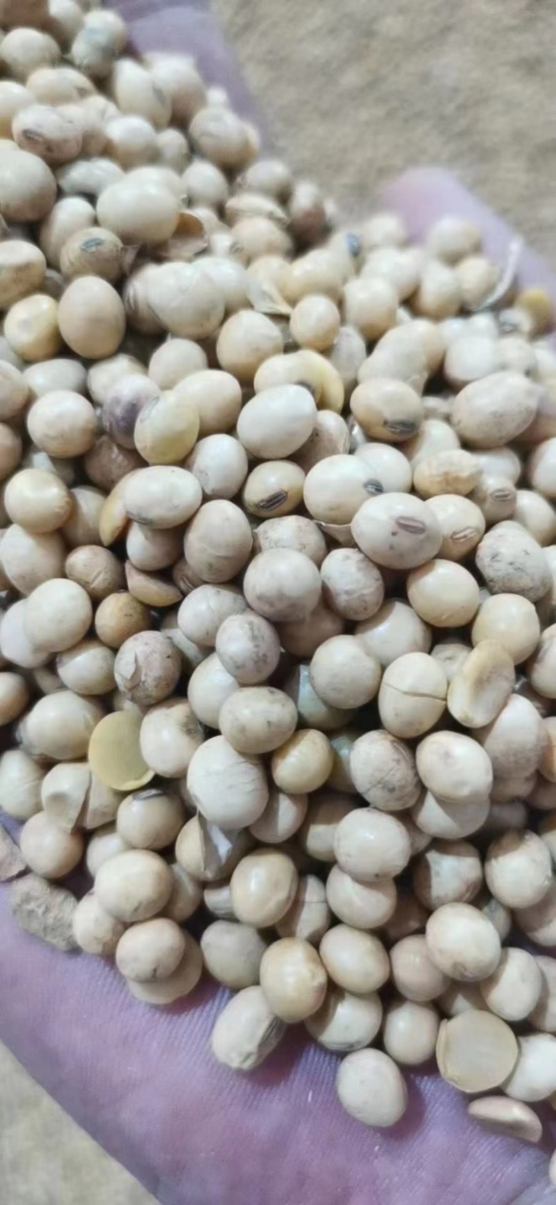 巴西乌克兰非转基因大豆，榨油厂专用豆，饲料加工豆制品加工