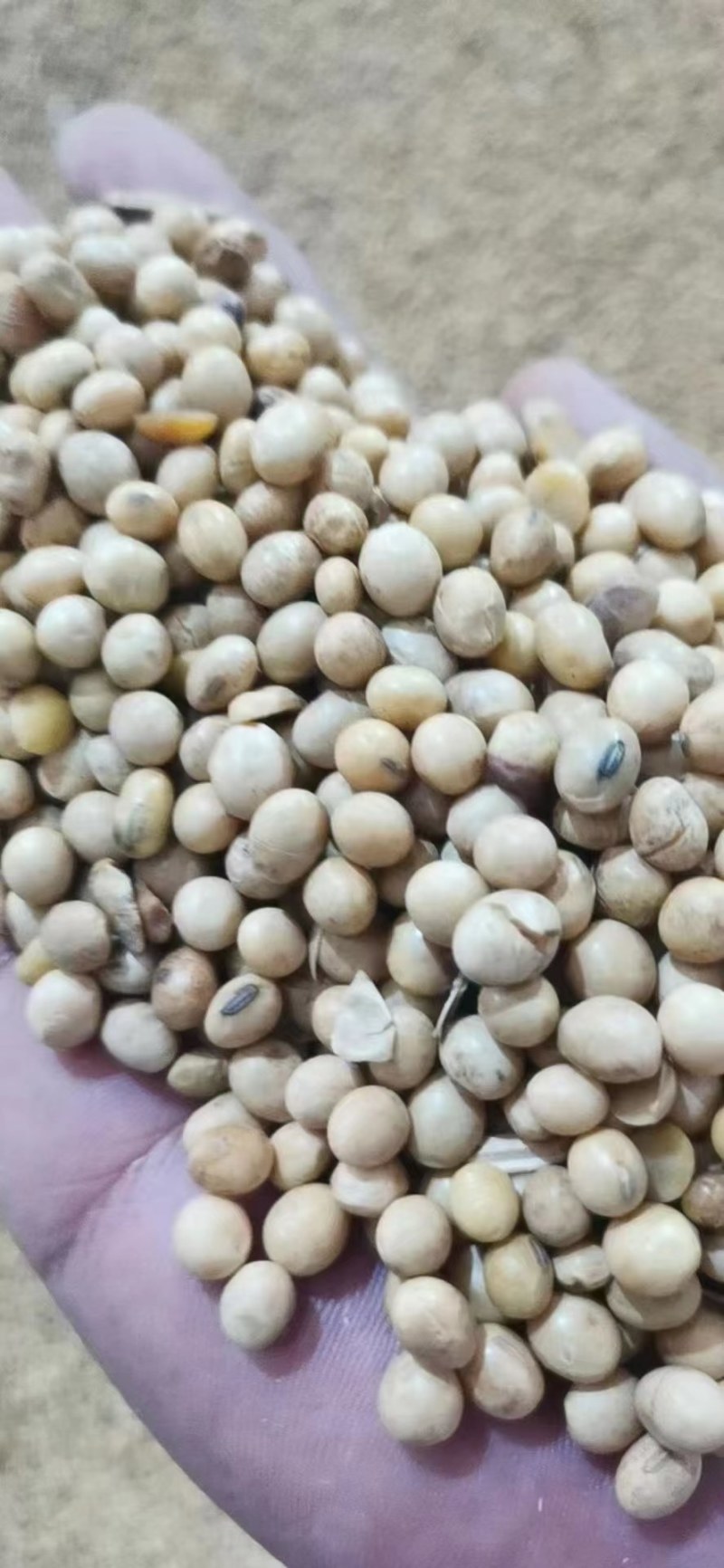 巴西乌克兰非转基因大豆，榨油厂专用豆，饲料加工豆制品加工