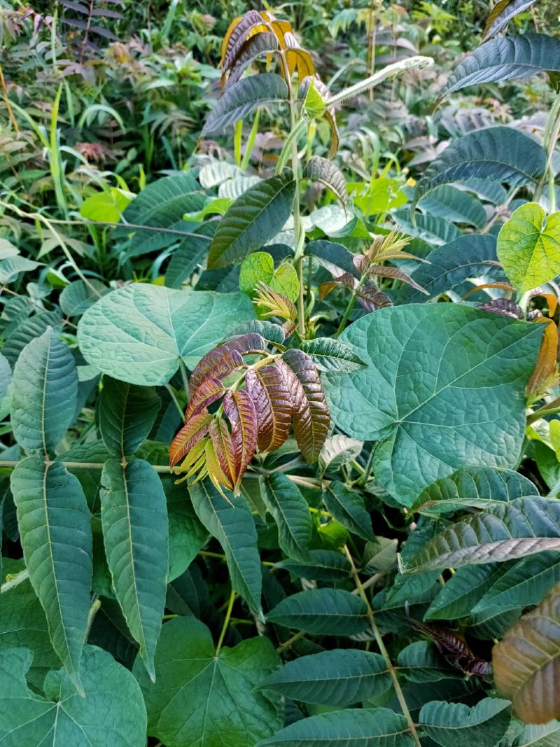 云南省文山州丘北县椿苗基地