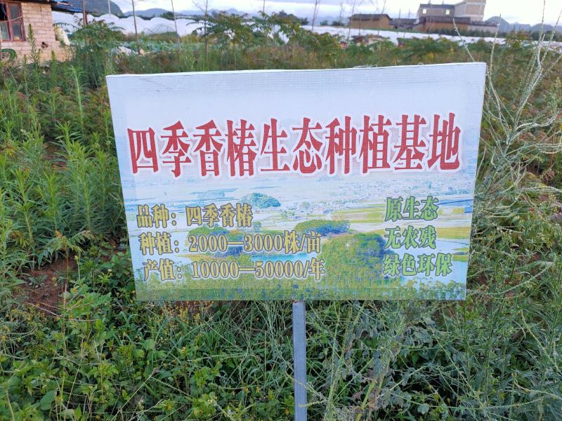 云南省文山州丘北县椿苗基地
