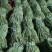 精品青长条豆角，大量上市，质量保证，不老条，欢迎来电