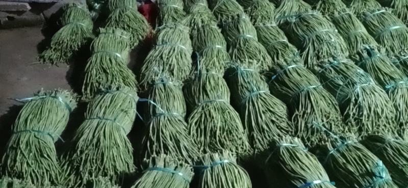 精品青长条豆角，大量上市，质量保证，不老条，欢迎来电