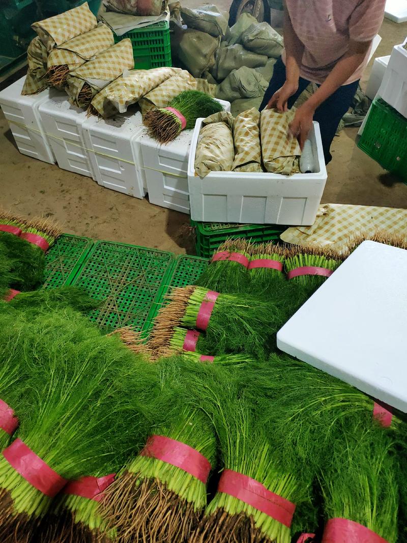 茴香苗产地河北小茴香苗大量供应四季有货质量保证各种包装