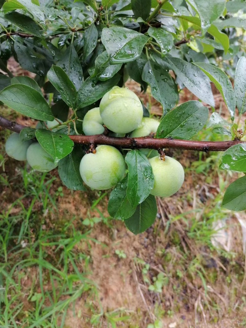 李子干