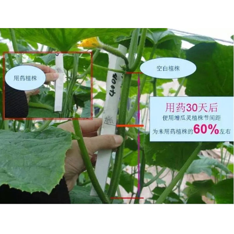 增瓜灵含氨基酸水溶肥黄瓜苦瓜专用肥提高提高座果率控旺