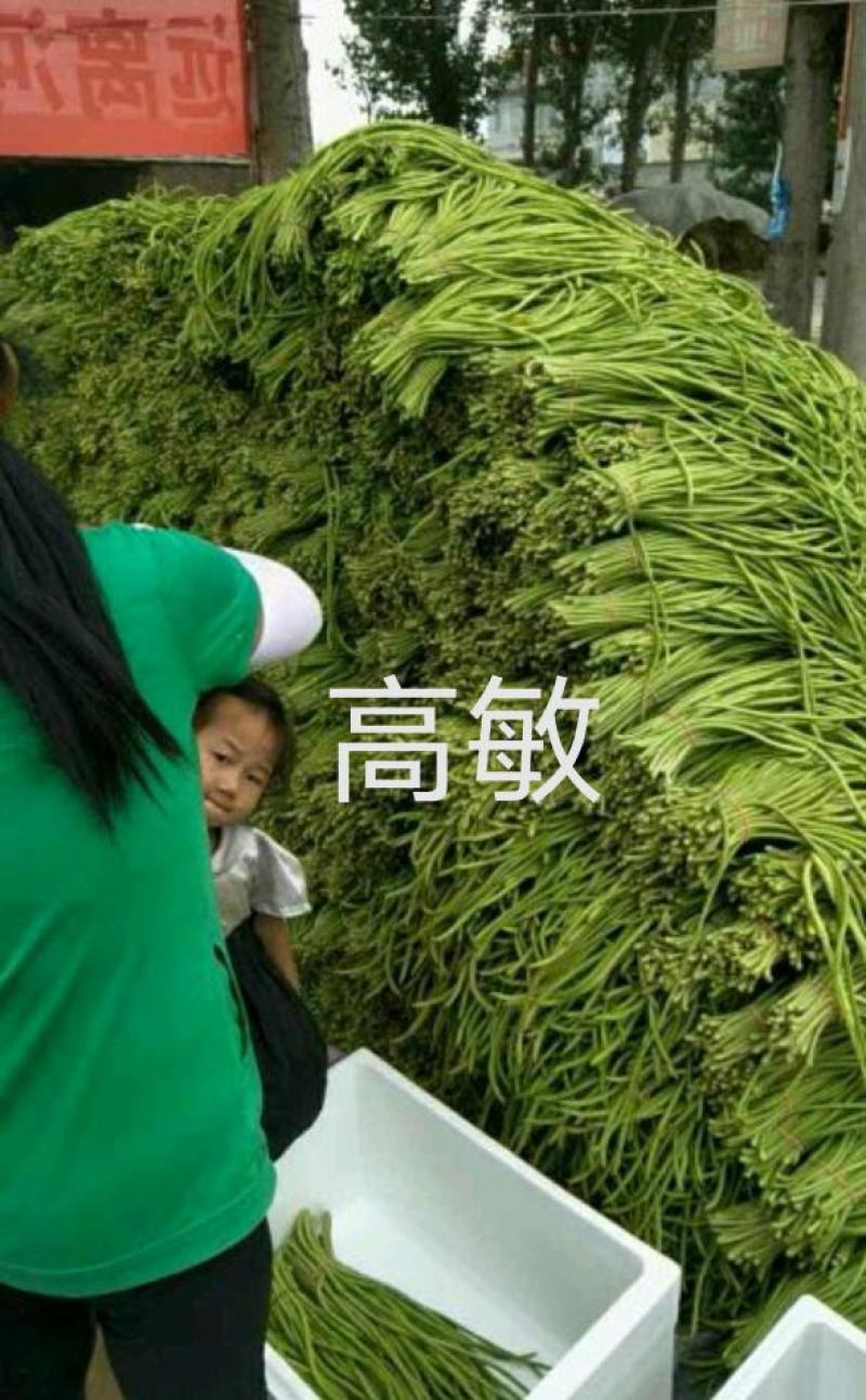 河南焦作博爱长豆角豇豆大量上市中