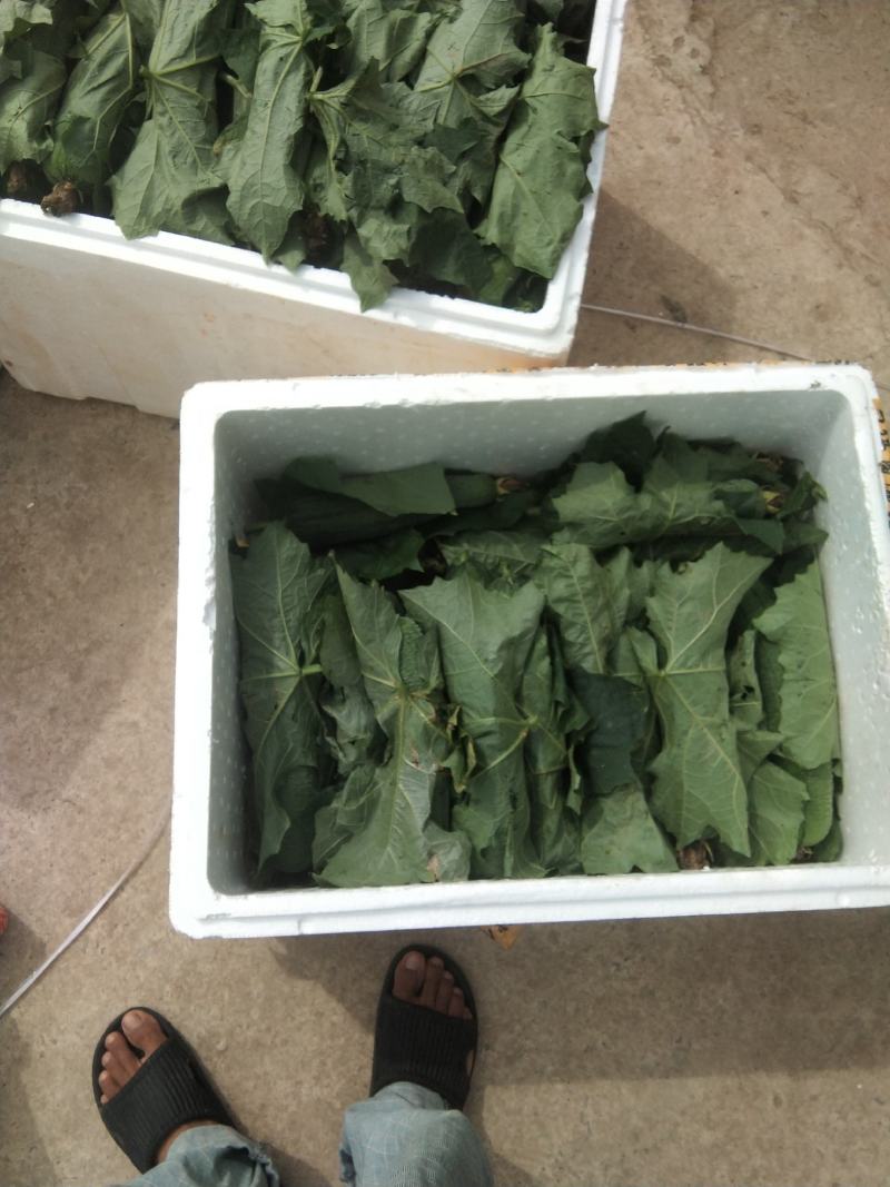 丝瓜大量上市了