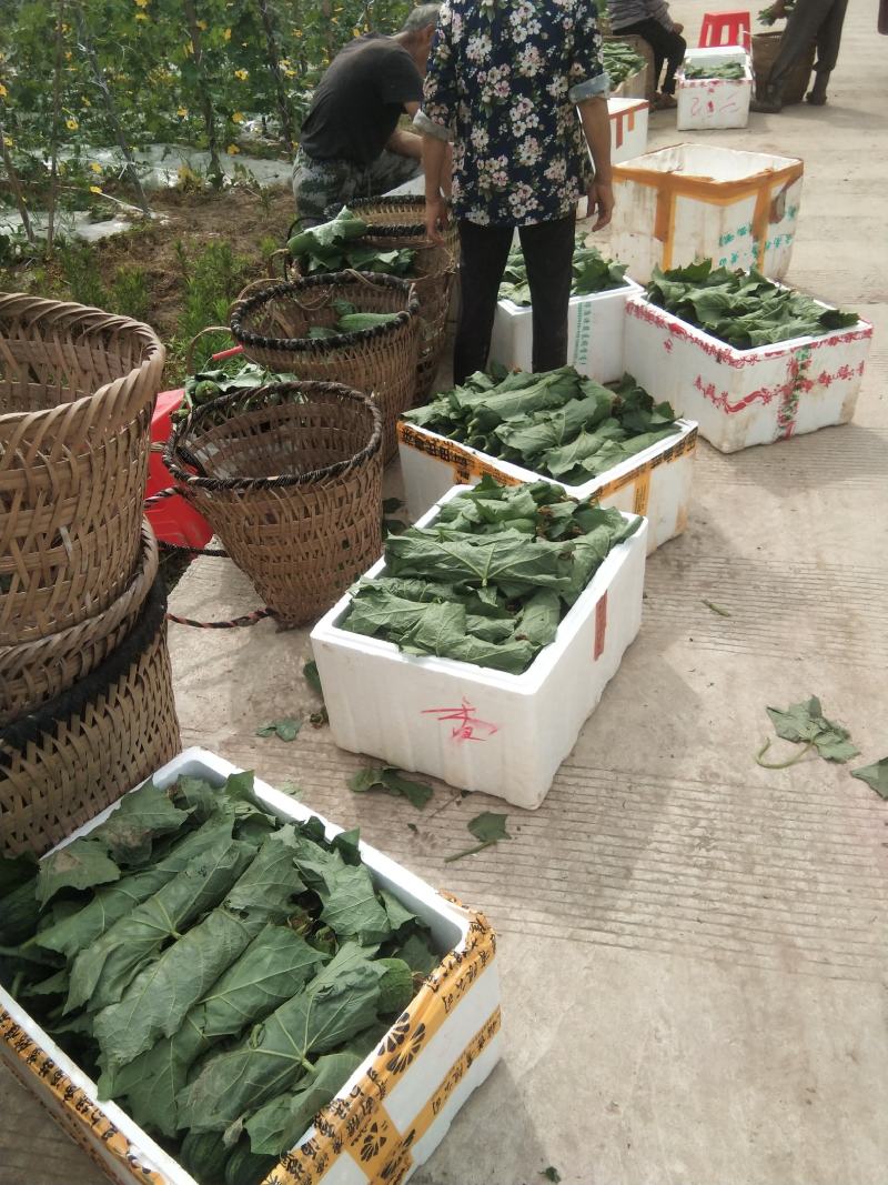丝瓜大量上市了