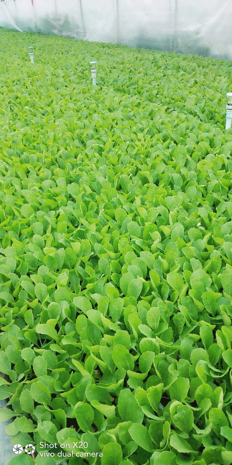 大白菜苗，鸿阳50.东阳50.东阳502