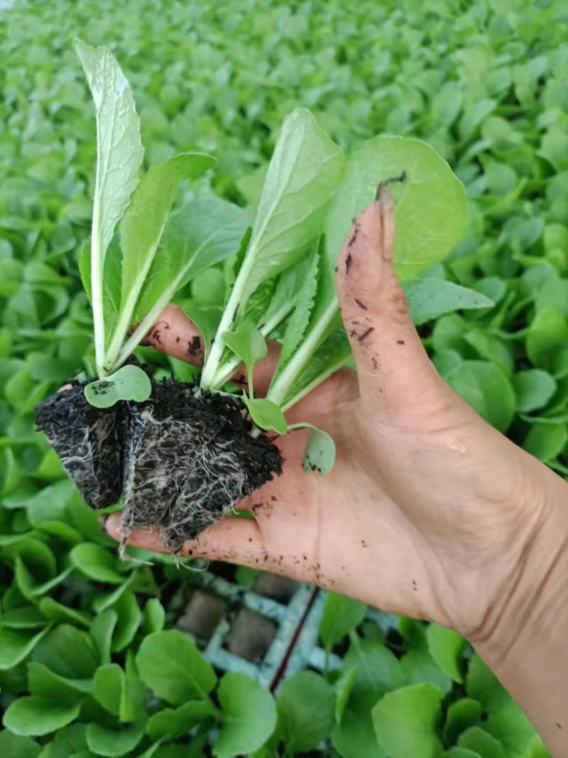 大白菜苗，鸿阳50.东阳50.东阳502