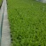 大白菜苗，鸿阳50.东阳50.东阳502
