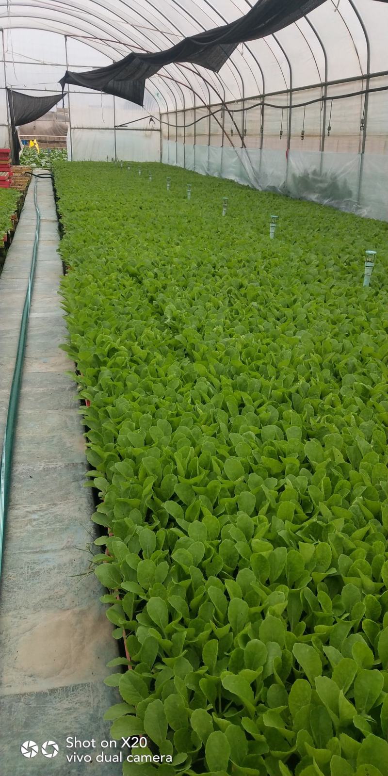 大白菜苗，鸿阳50.东阳50.东阳502