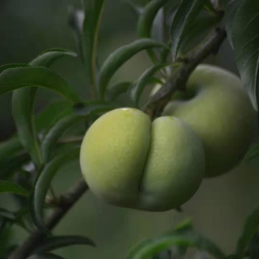 蜂糖李