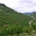 蜂糖李