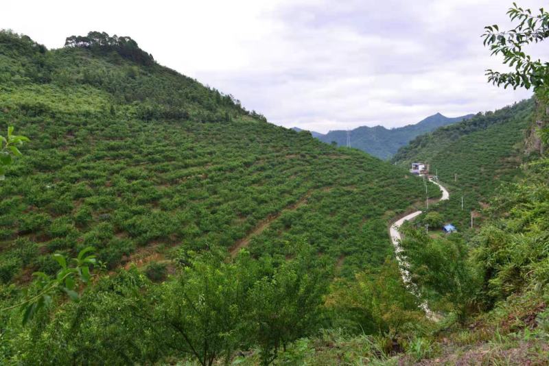蜂糖李