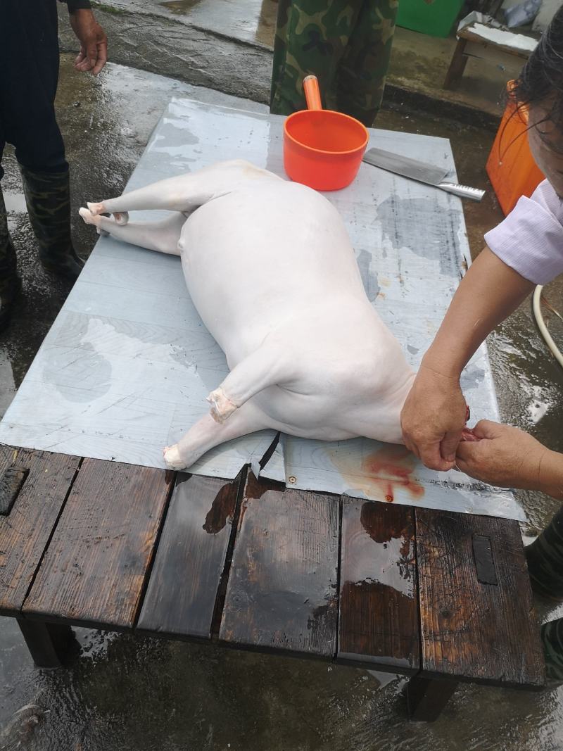 福建散养土羊