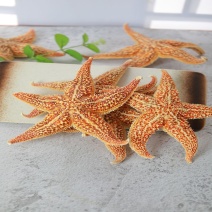 新货深海海星中药材大海星品海盘车海五星中药材精选