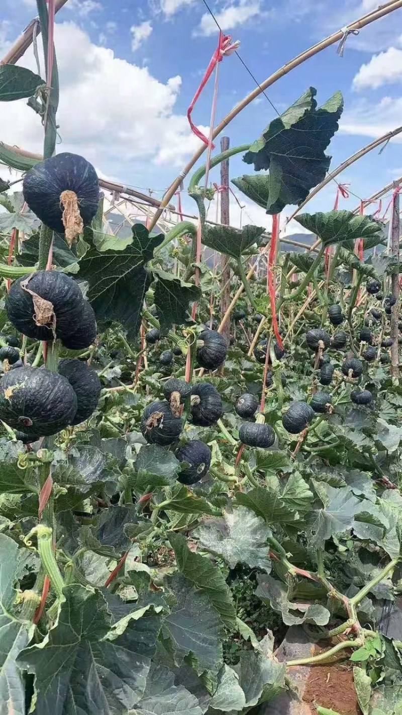 鲜果城堡贝贝南瓜上市承接平台支持一件代发