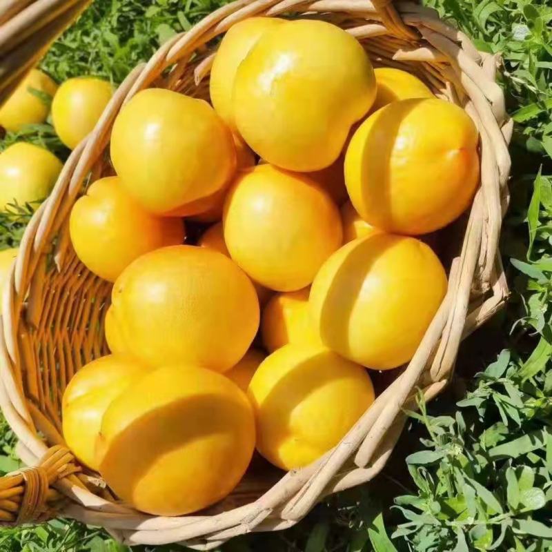 中油4号黄油桃
