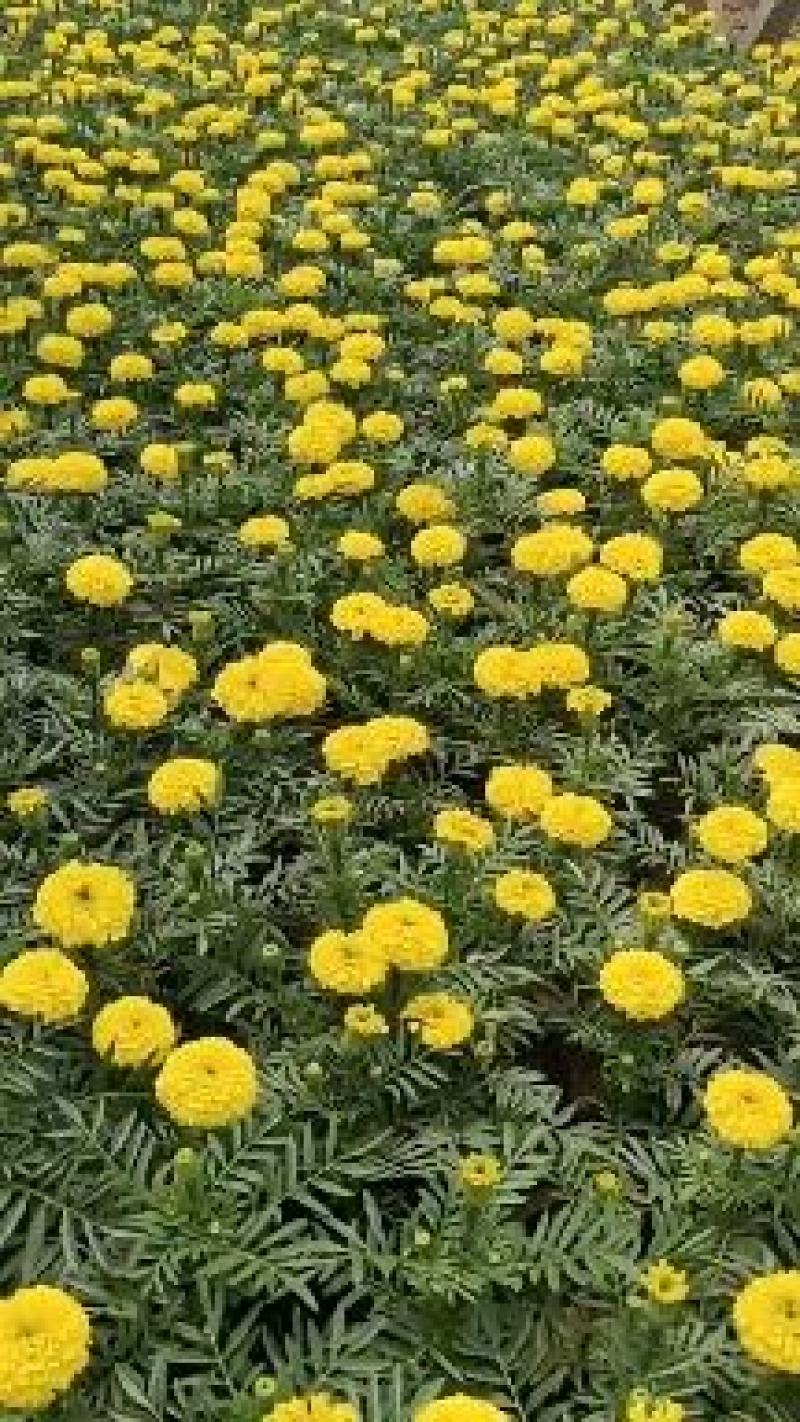 万寿菊批发基地/万寿菊小苗/万寿菊双色杯，营养杯，出售