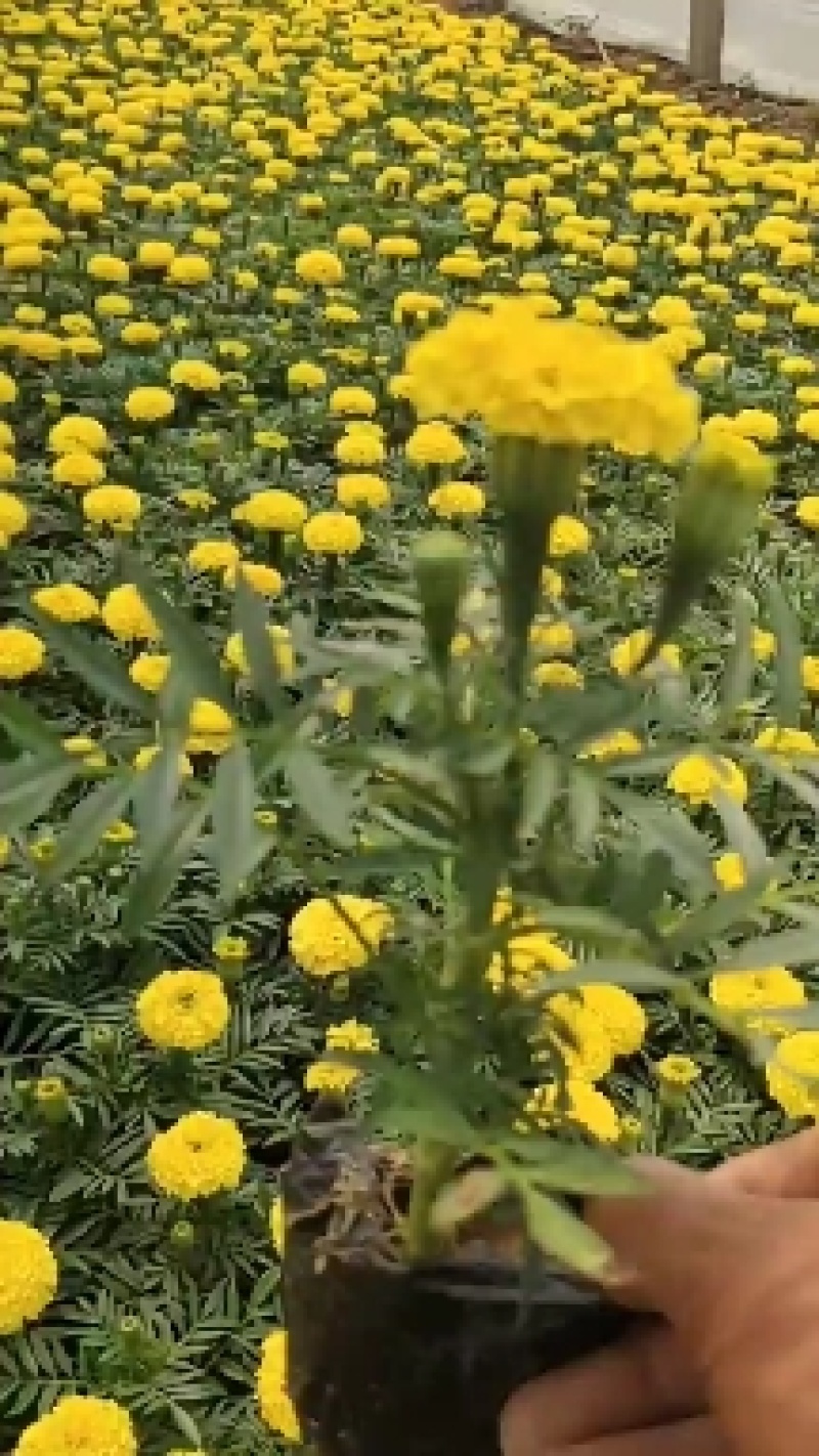 万寿菊批发基地/万寿菊小苗/万寿菊双色杯，营养杯，出售