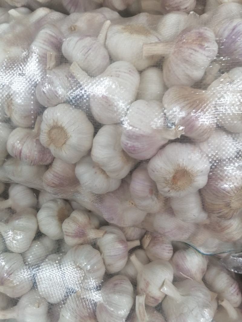 邳州红皮蒜，精品净蒜包装完美，质量保证！一手货源！！
