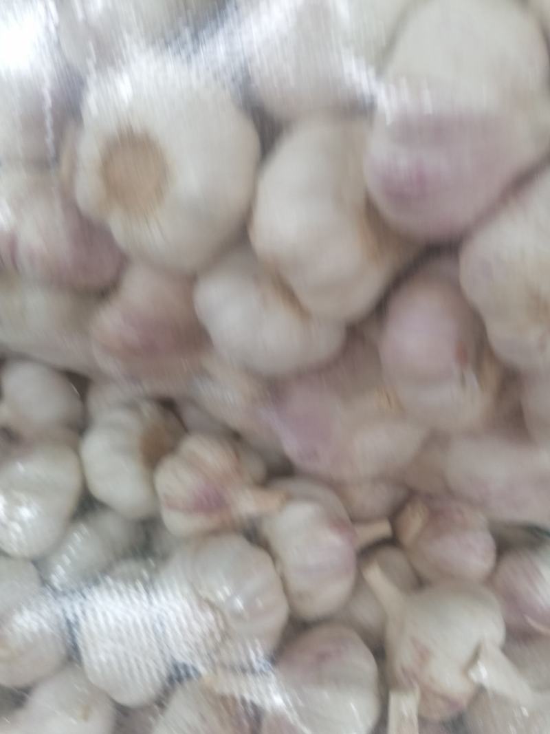 邳州红皮蒜，精品净蒜包装完美，质量保证！一手货源！！