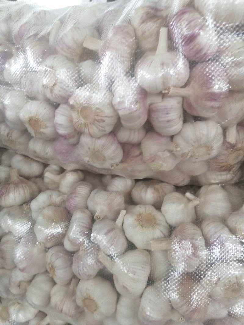 邳州红皮蒜，精品净蒜包装完美，质量保证！一手货源！！
