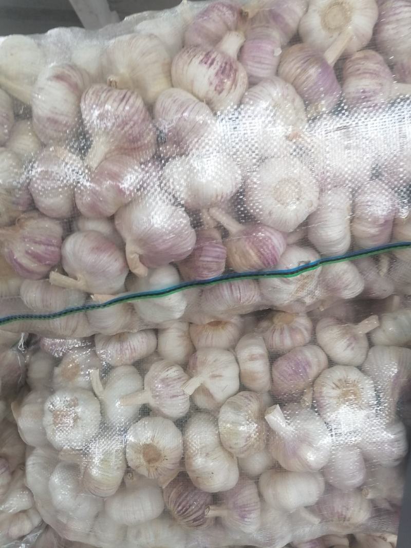 邳州红皮蒜，精品净蒜包装完美，质量保证！一手货源！！
