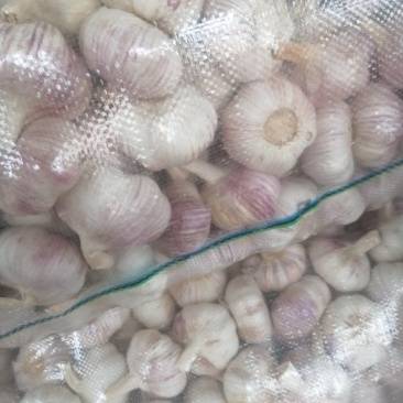 邳州红皮蒜，精品净蒜包装完美，质量保证！一手货源！！