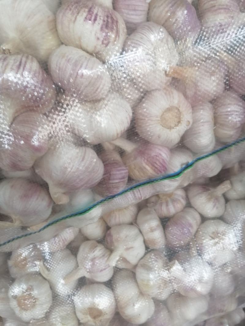 邳州红皮蒜，精品净蒜包装完美，质量保证！一手货源！！