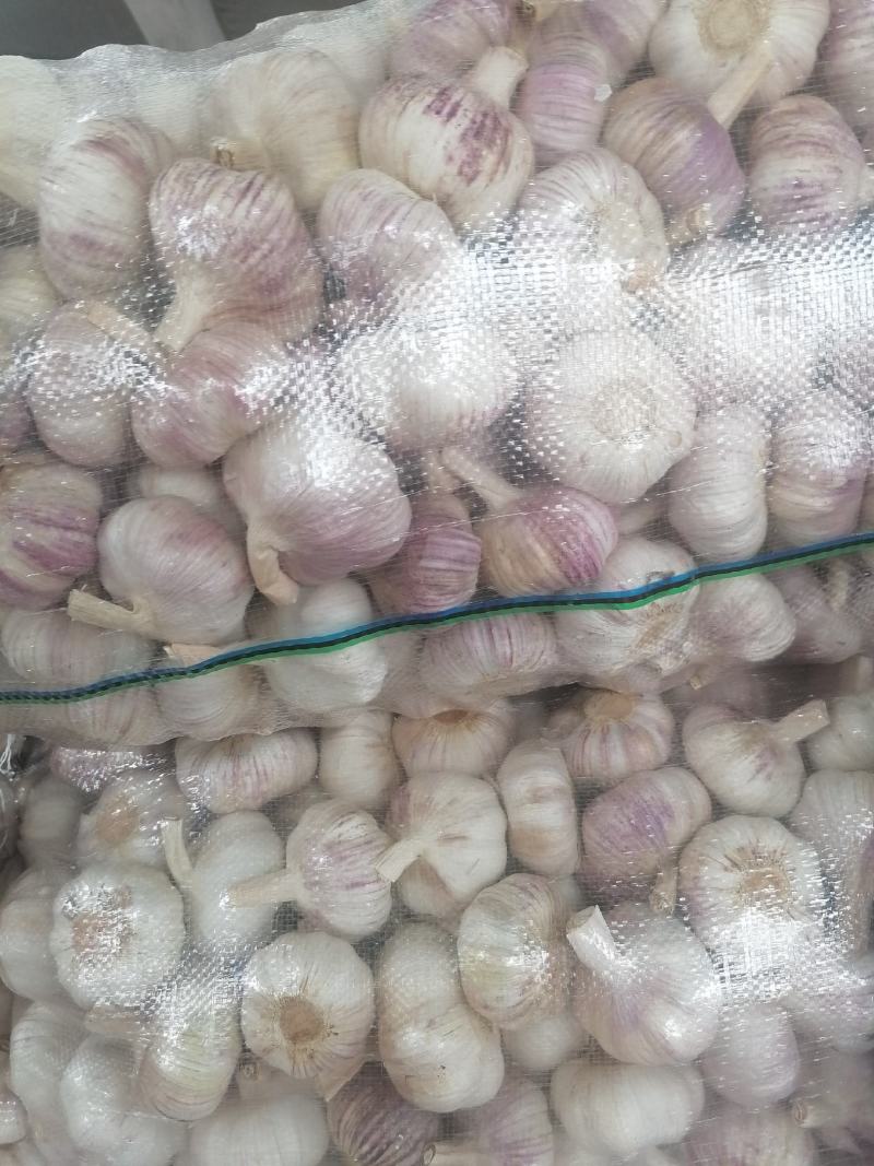 邳州红皮蒜，精品净蒜包装完美，质量保证！一手货源！！