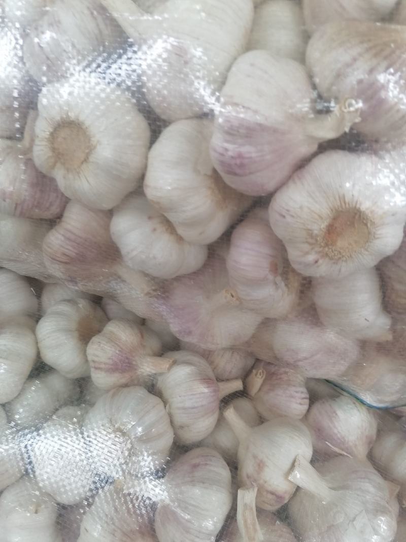 邳州红皮蒜，精品净蒜包装完美，质量保证！一手货源！！