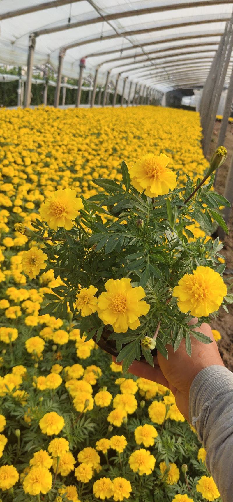 万寿菊批发基地/万寿菊小苗/万寿菊双色杯，营养杯，出售