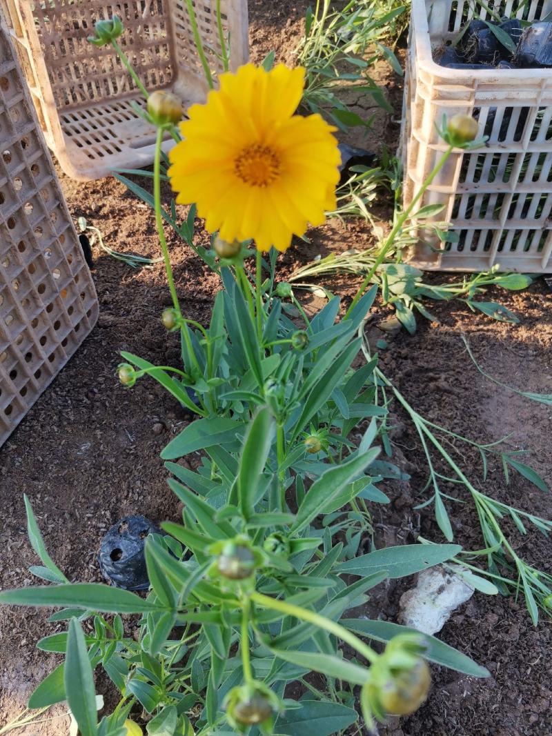 撒种多芽金鸡菊基地直销品种多规格全绿化工程花海用苗