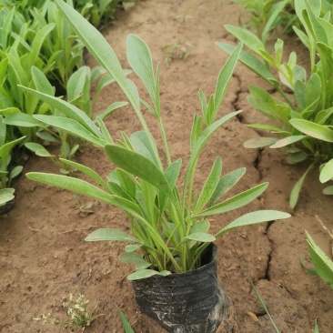 撒种多芽金鸡菊基地直销品种多规格全绿化工程花海用苗