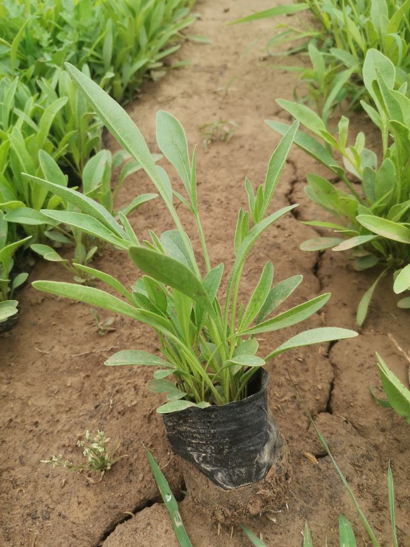 撒种多芽金鸡菊基地直销品种多规格全绿化工程花海用苗