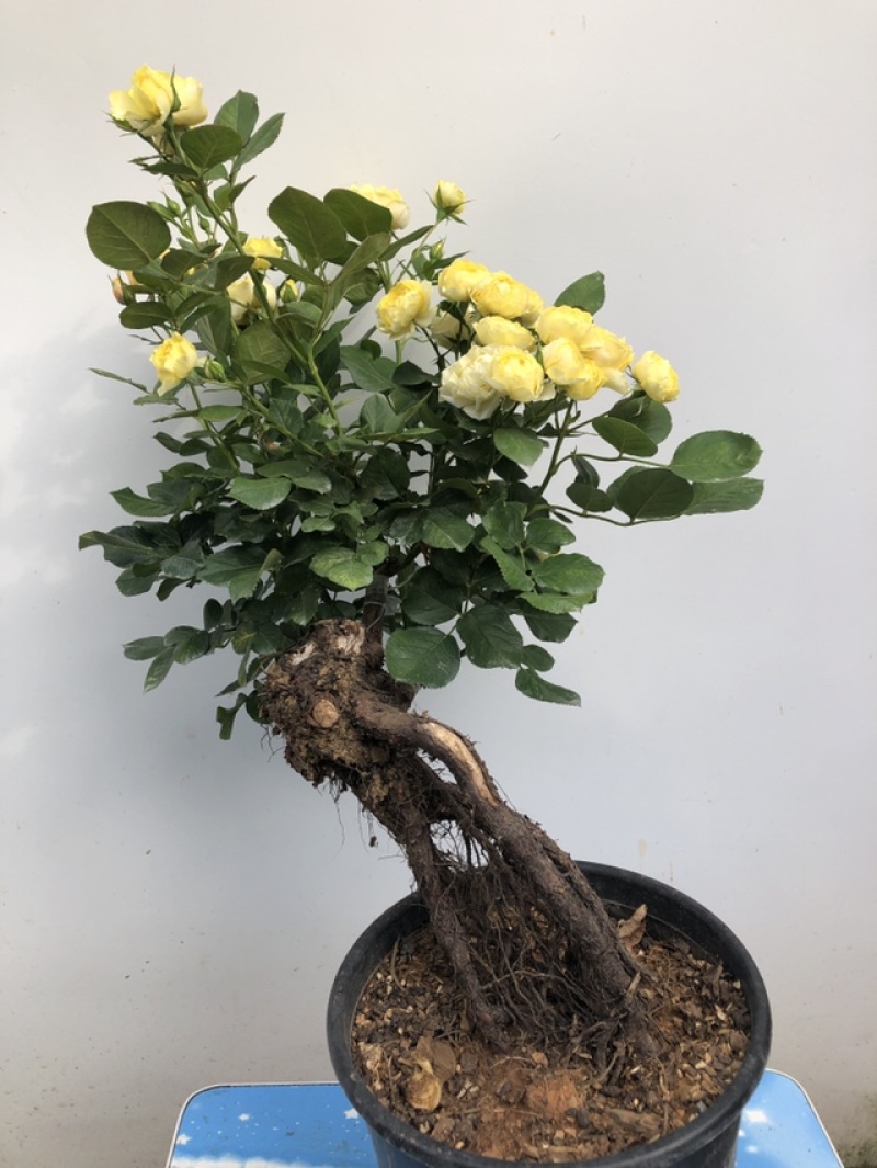 提根，盆景月季，欧月盆景月季，四季开花，一物一拍