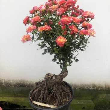 提根，盆景月季，欧月盆景月季，四季开花，一物一拍