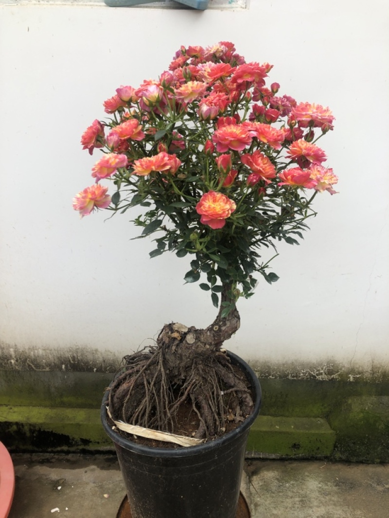 提根，盆景月季，欧月盆景月季，四季开花，一物一拍