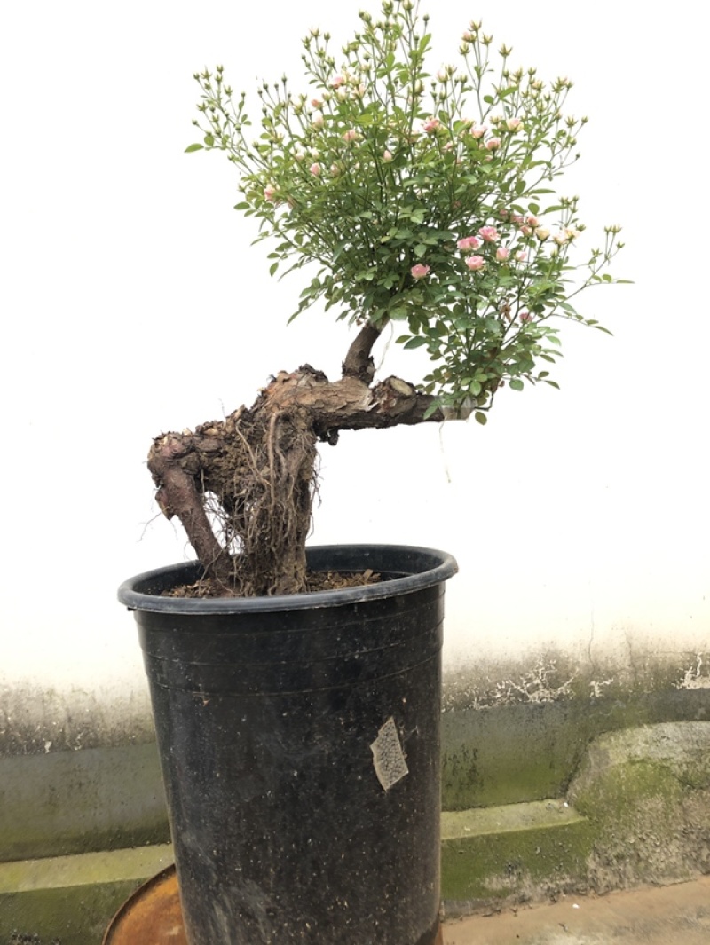 提根，盆景月季，欧月盆景月季，四季开花，一物一拍