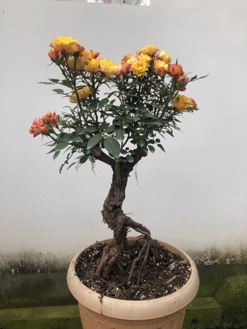 提根，盆景月季，欧月盆景月季，四季开花，一物一拍